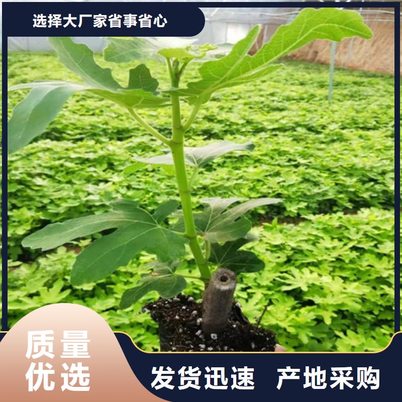 无花果-大棚草莓苗工艺层层把关