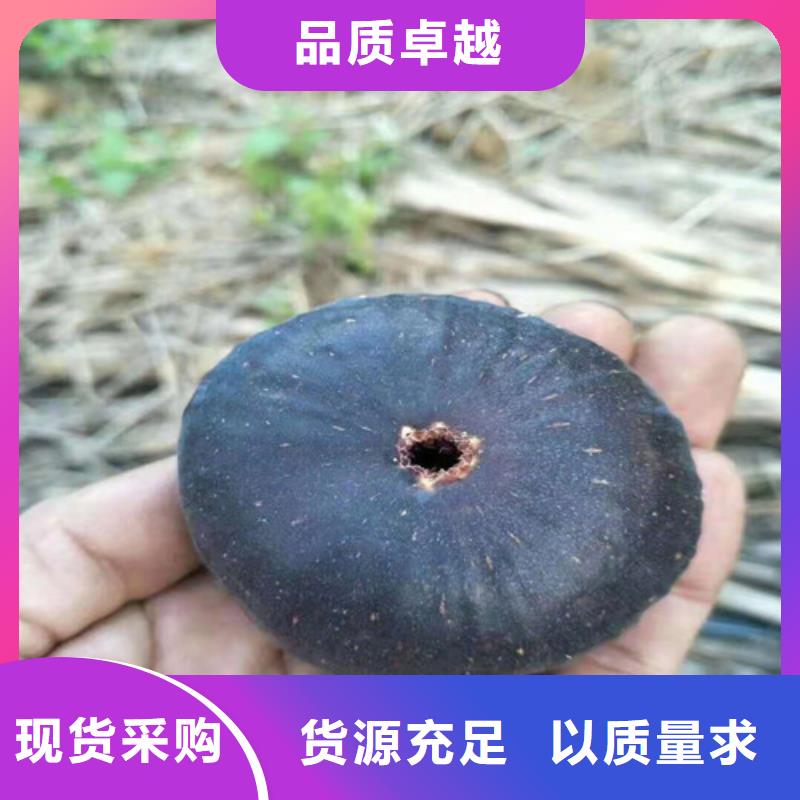 无花果,大棚草莓苗用心做产品