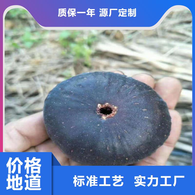 【无花果核桃苗全新升级品质保障】