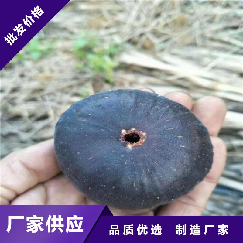 无花果大棚草莓苗好产品放心购