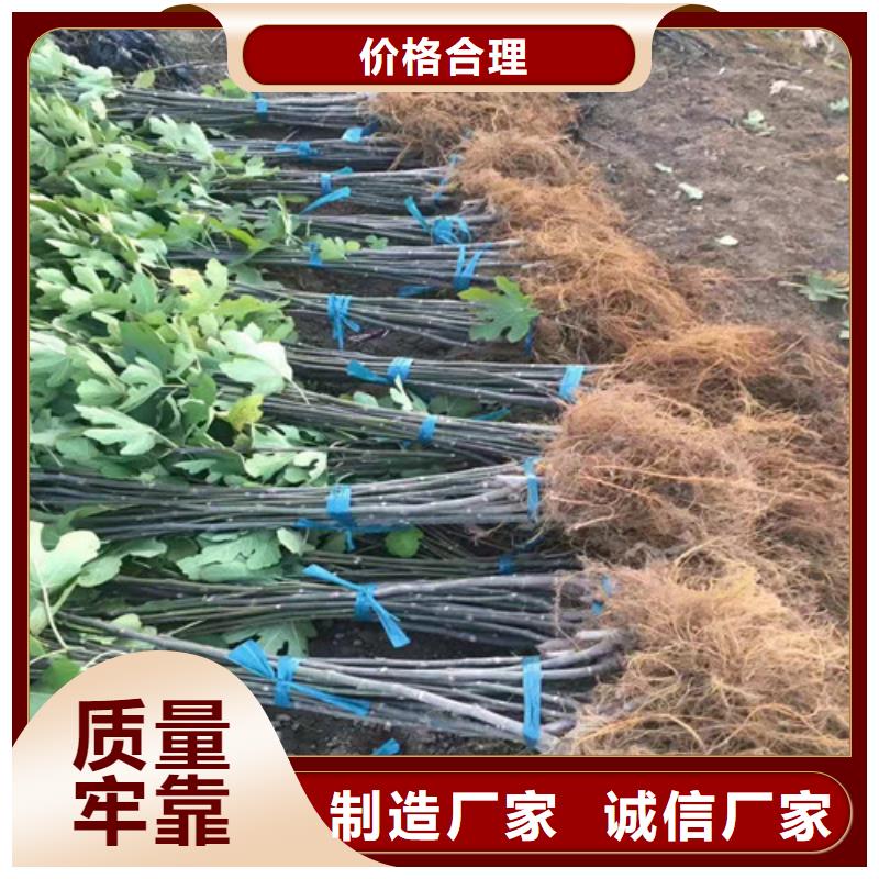 【无花果山楂苗产品细节参数】