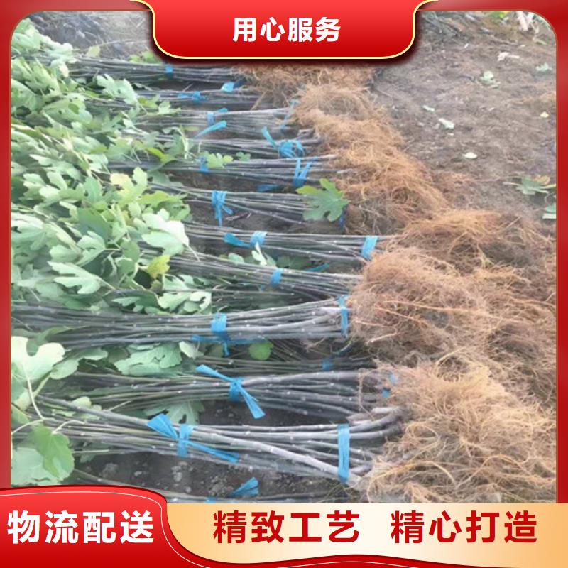 【无花果嘎啦苹果苗品质之选】