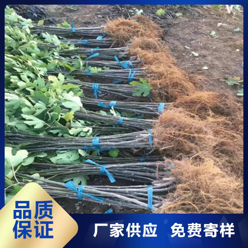 无花果大棚草莓苗实力商家推荐