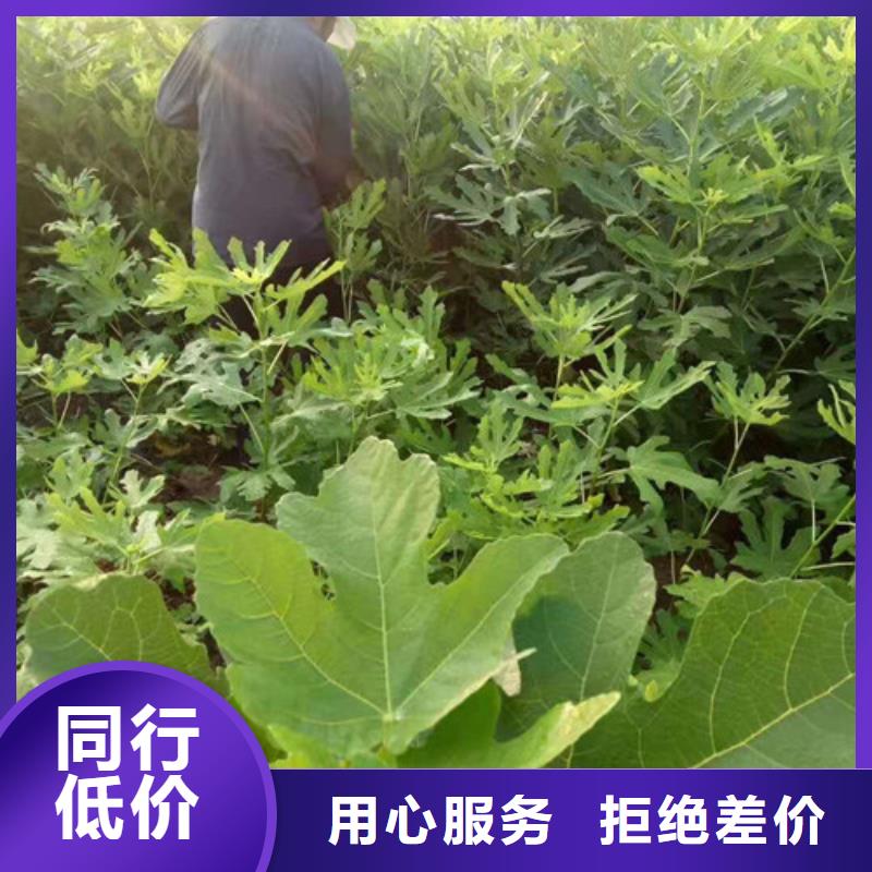 无花果_红富士苗丰富的行业经验