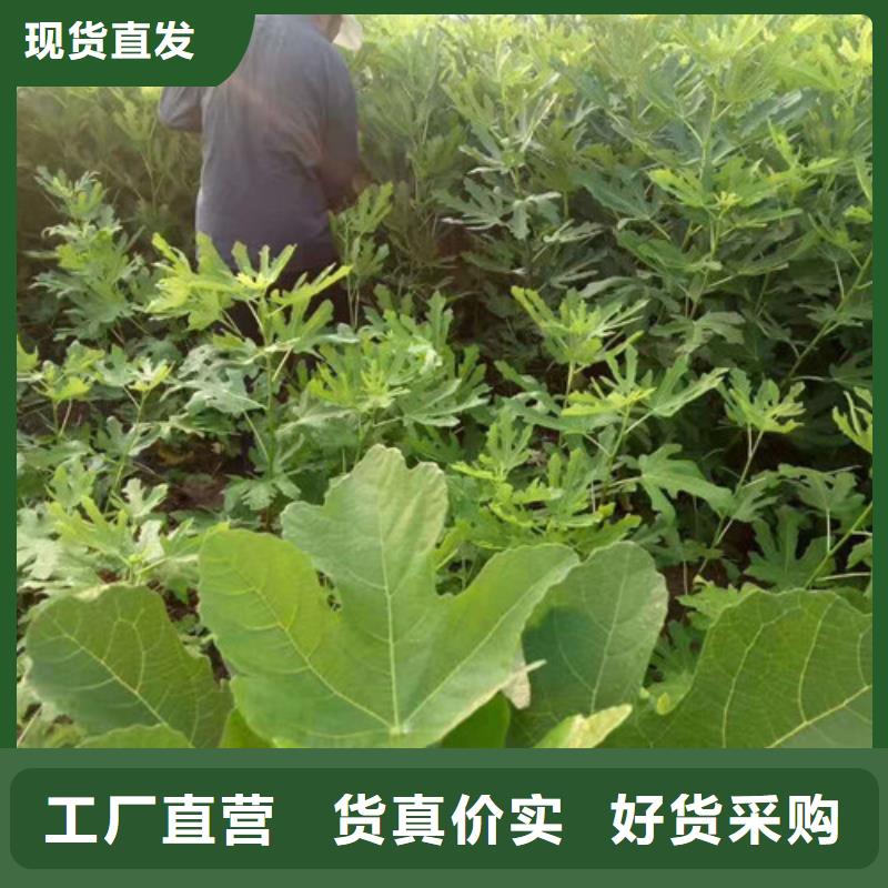 【无花果苹果苗来电咨询】