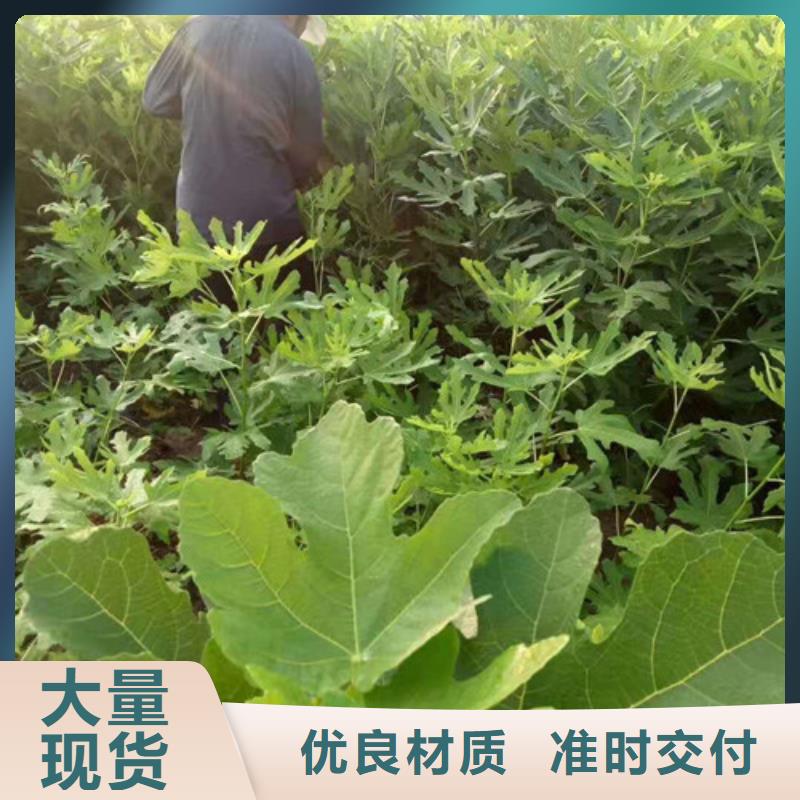 无花果_蓝莓苗源头工厂