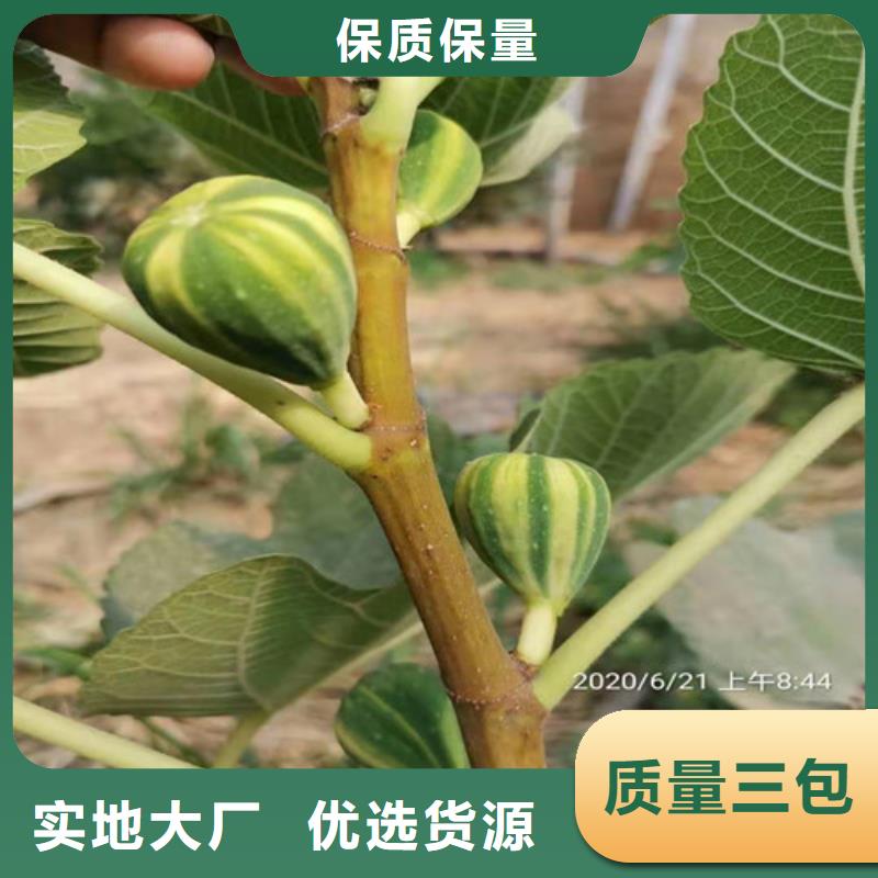 无花果蓝莓苗厂家直销供货稳定