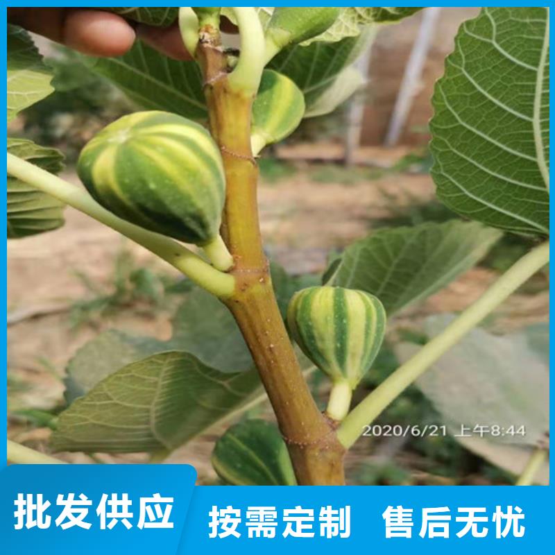 无花果车厘子苗多年经验值得信赖