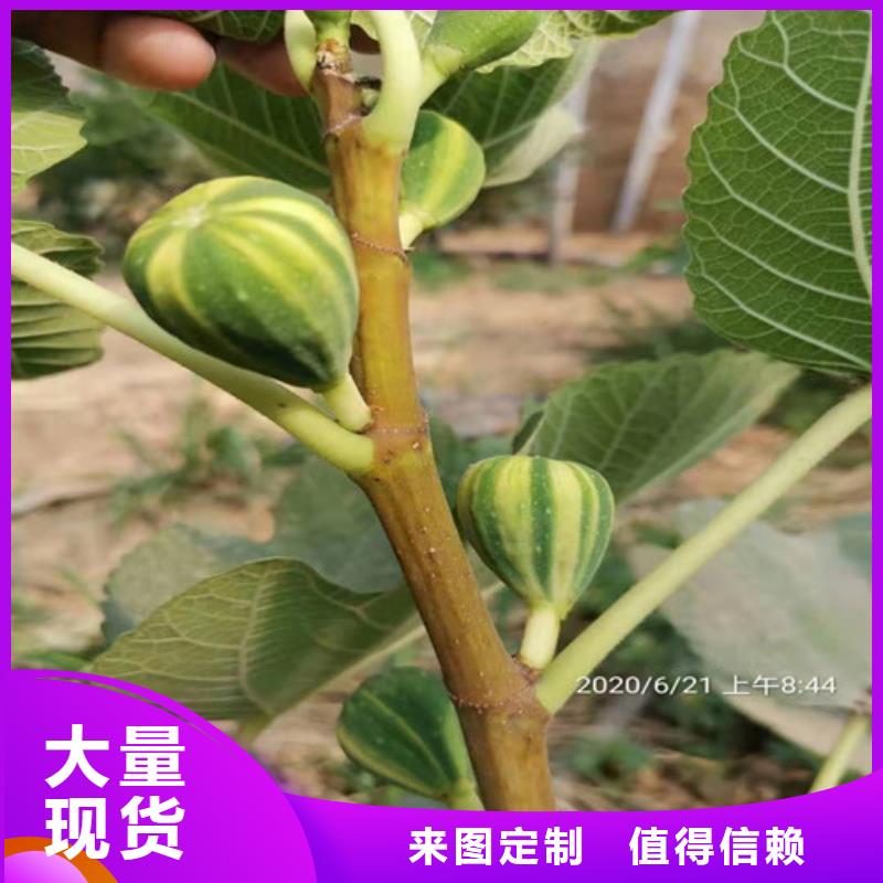 【无花果嘎啦苹果苗品质之选】