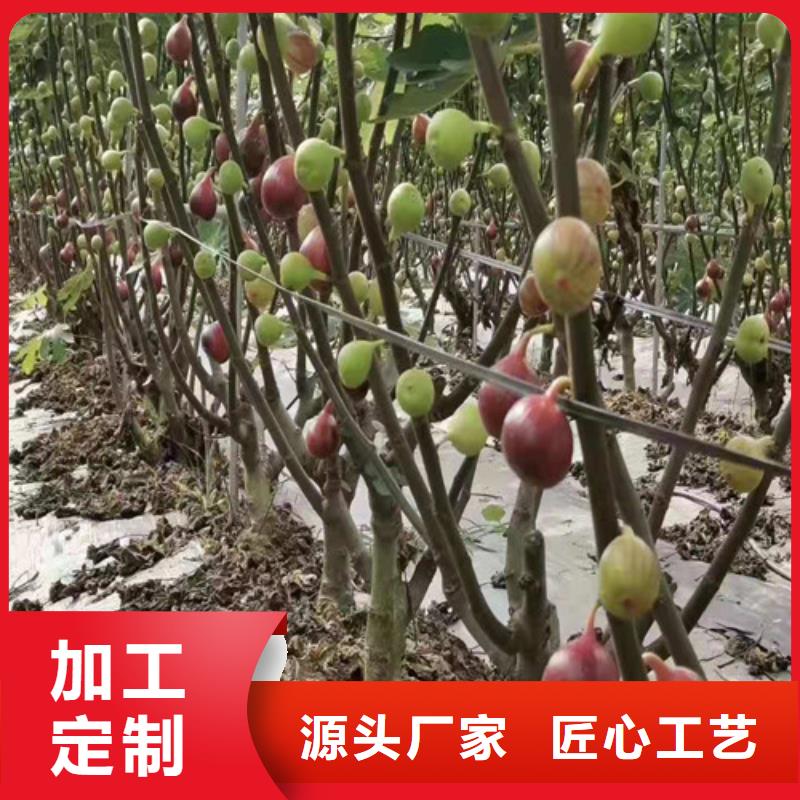 【无花果核桃苗工厂认证】