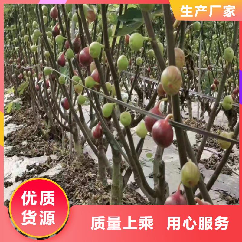 无花果无花果苗高品质诚信厂家