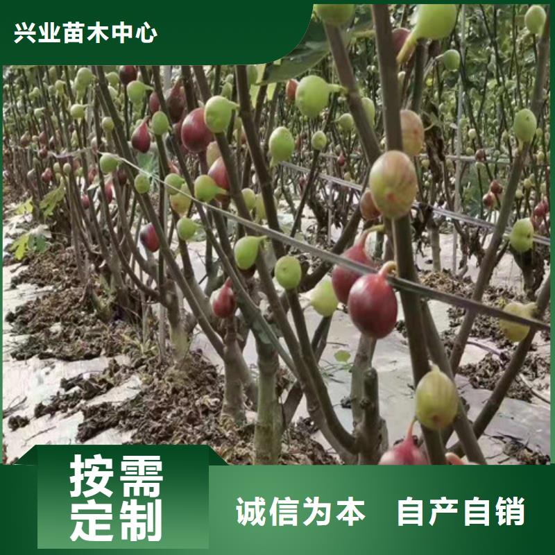 无花果梨树苗今日价格