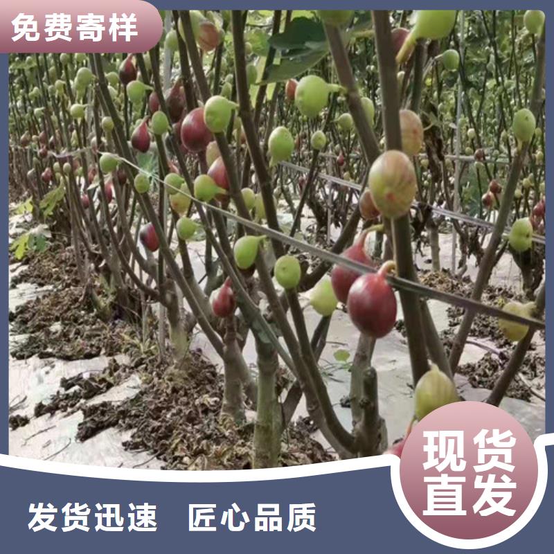 无花果蓝莓苗厂家直销供货稳定