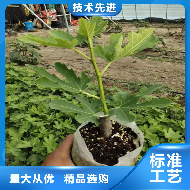 无花果-花椒苗用心做品质