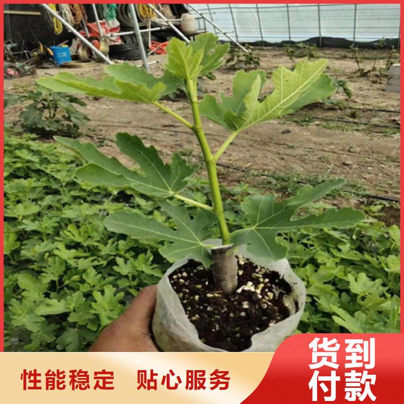 【无花果苹果苗来电咨询】