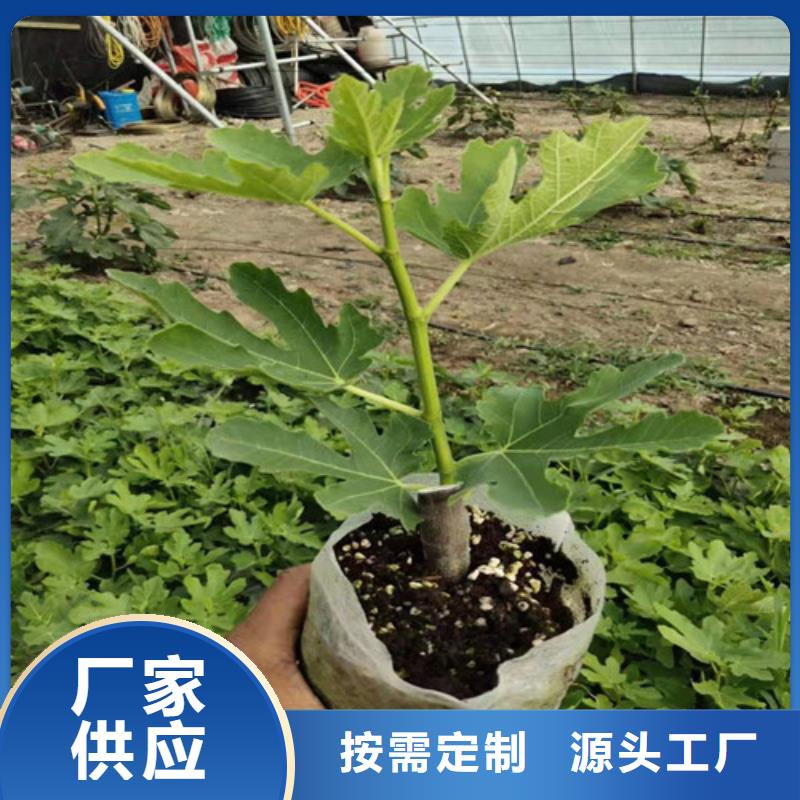 无花果蓝莓苗从源头保证品质