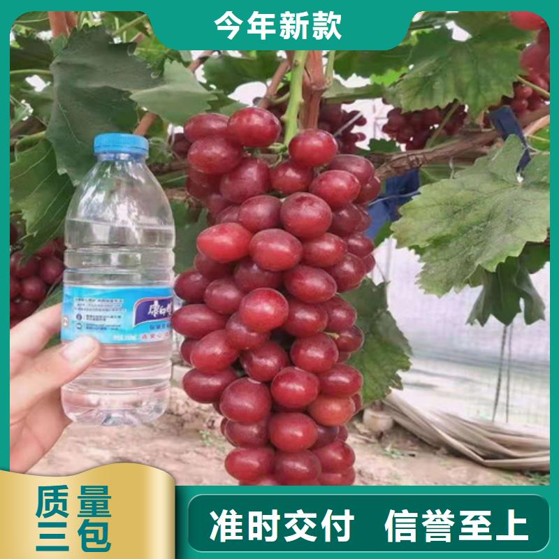 葡萄板栗苗量大更优惠