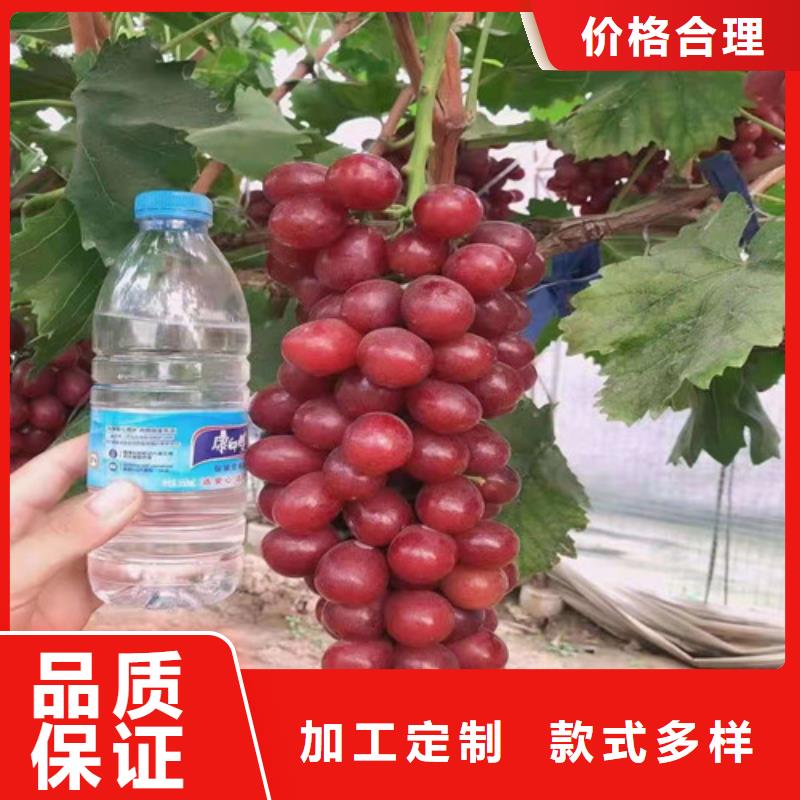 葡萄_【花椒苗】把实惠留给您