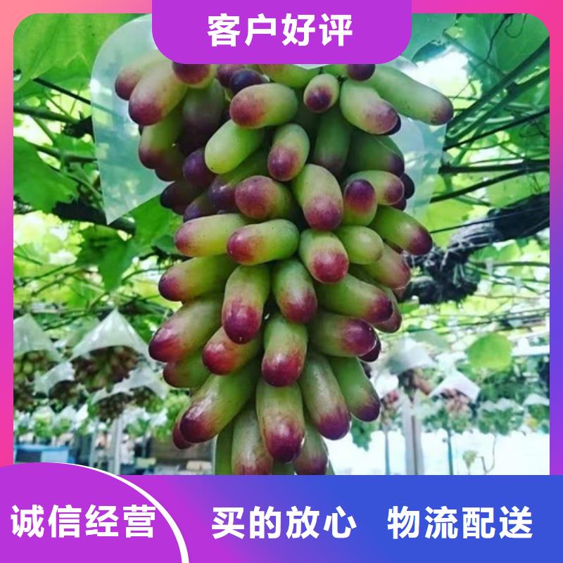 葡萄山楂苗价格透明