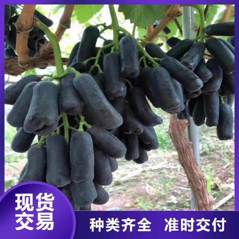 【葡萄】蓝莓苗工厂直供