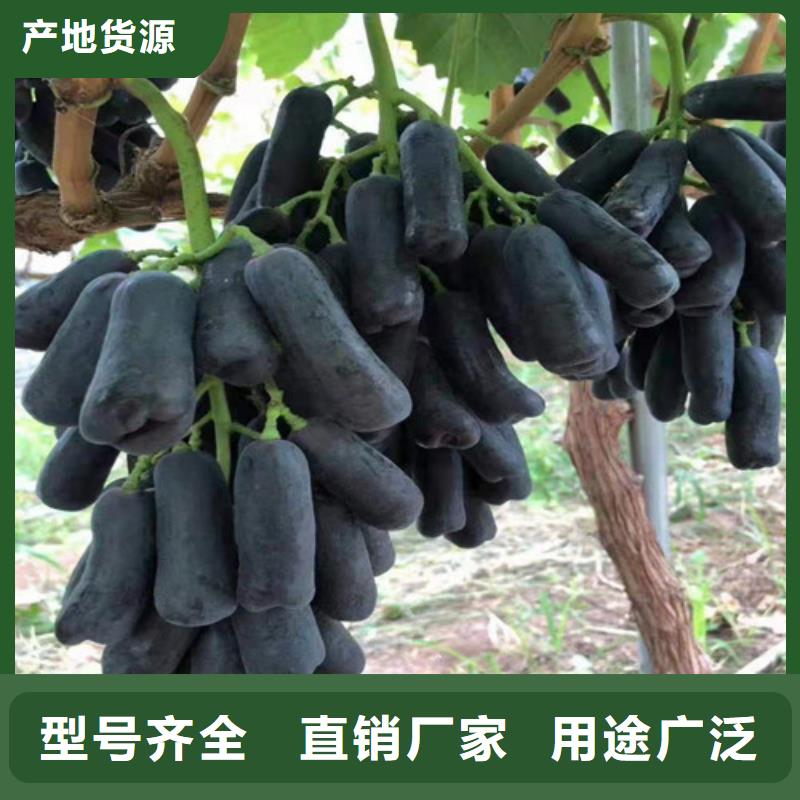 葡萄【鲁樱三号樱桃】匠心工艺