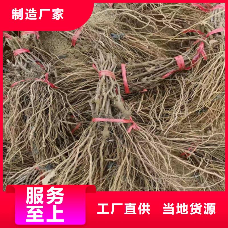 葡萄梨树苗产品细节