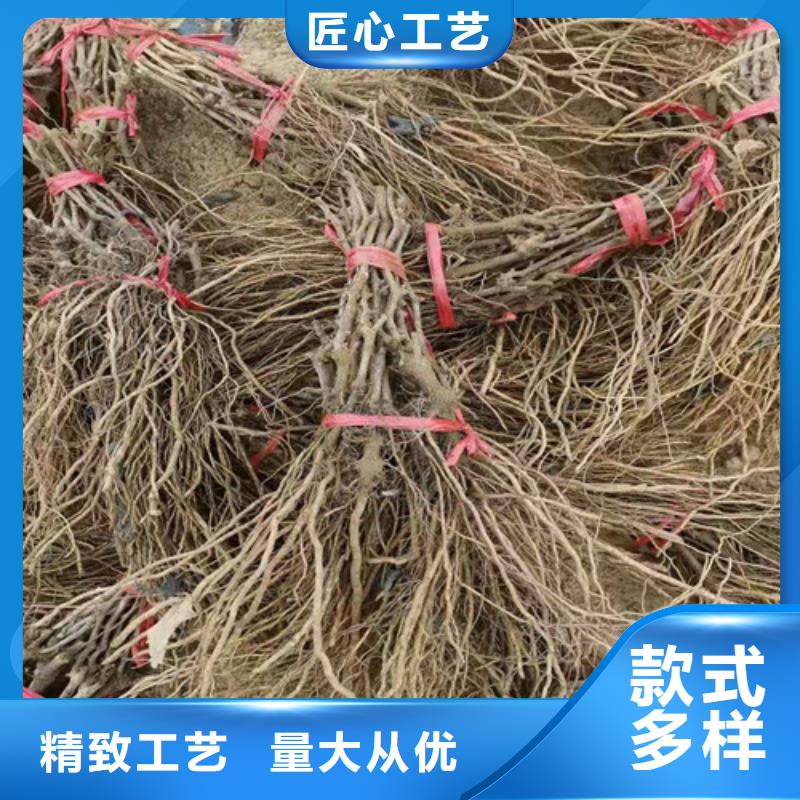 葡萄核桃苗工程施工案例