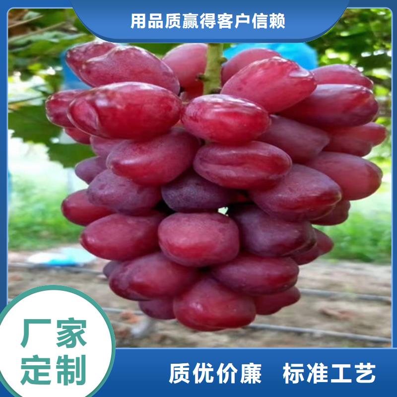 葡萄葡萄苗用心做好每一件产品