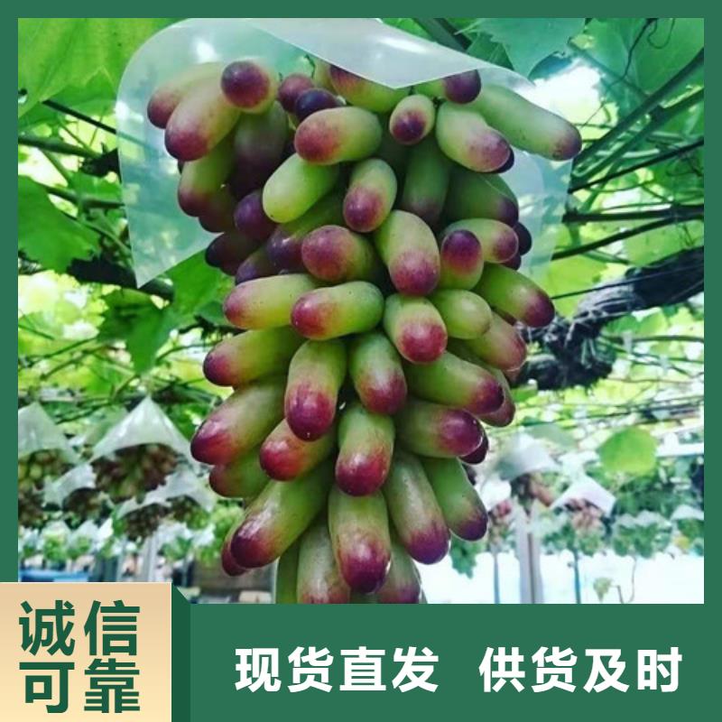 葡萄,【葡萄苗】支持货到付清