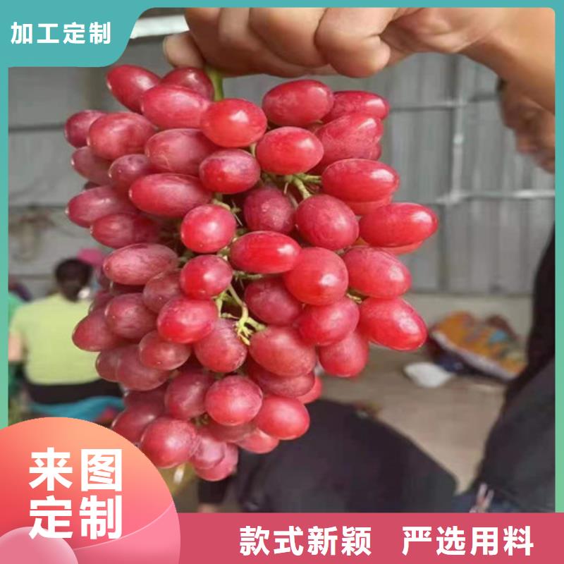 葡萄樱桃树苗N年大品牌