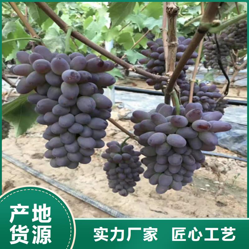 葡萄苹果苗定金锁价