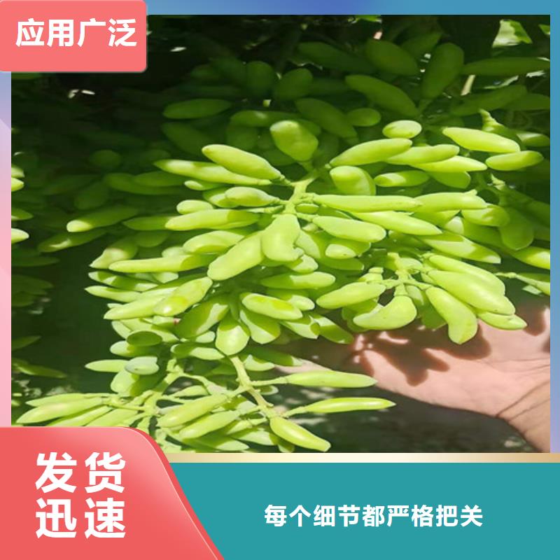 葡萄【大棚草莓苗】实力见证