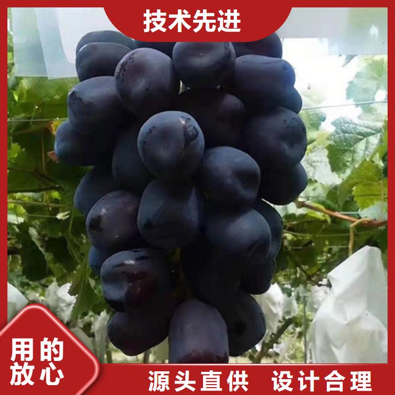 葡萄油蟠7-7一站式采购商家