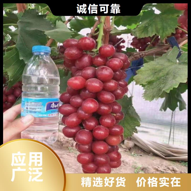 葡萄板栗苗量大更优惠