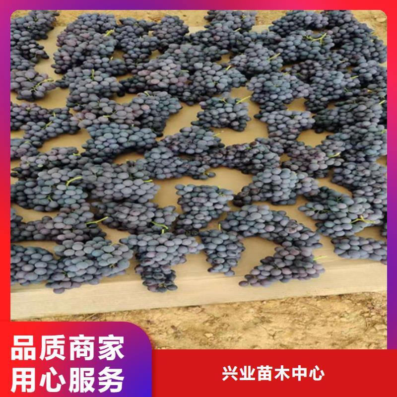 葡萄油蟠7-7一站式采购商家