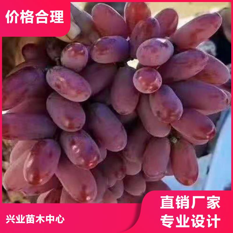 葡萄黄金蜜桃苗不只是质量好