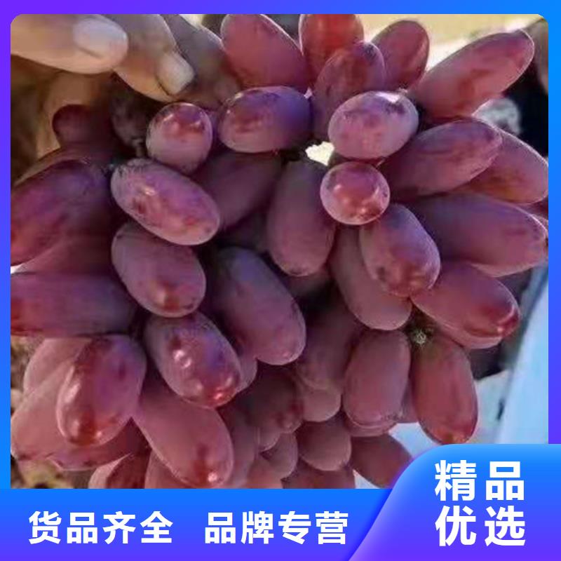 葡萄车厘子苗大厂生产品质