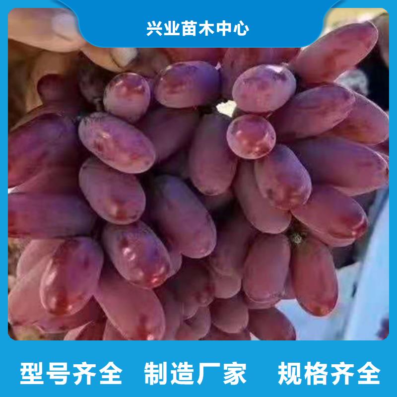 葡萄【鲁樱三号樱桃】匠心工艺