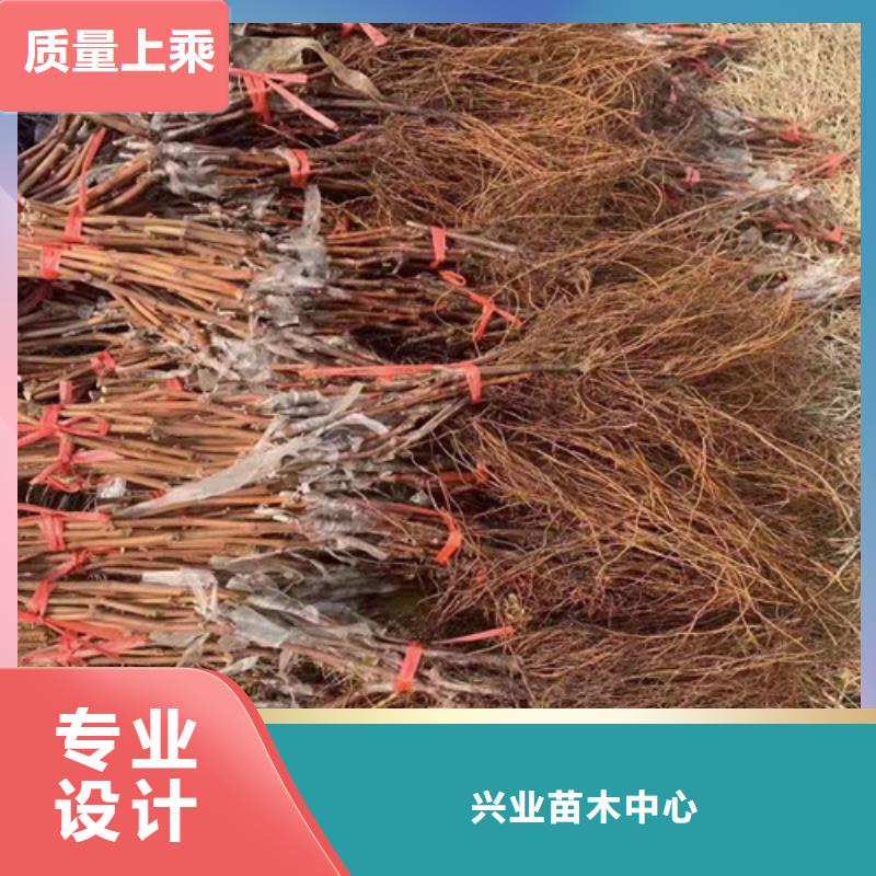 葡萄油蟠7-7一站式采购商家