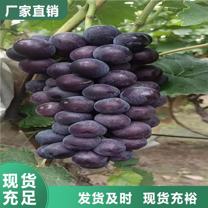 葡萄-软枣猕猴桃苗现货批发