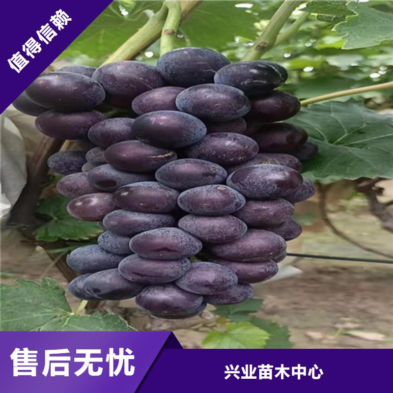 葡萄樱桃树苗专业生产N年