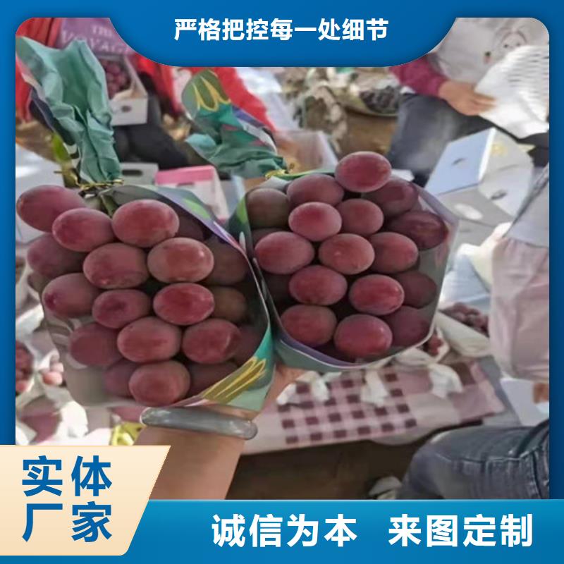 葡萄樱桃树苗专业生产N年