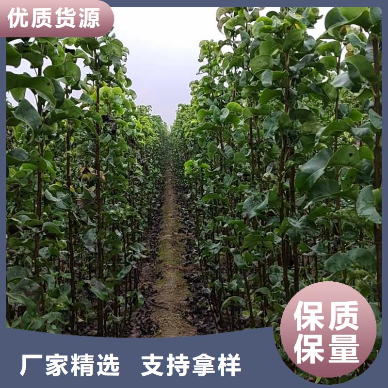 梨【黄冠梨树苗】一站式采购商家