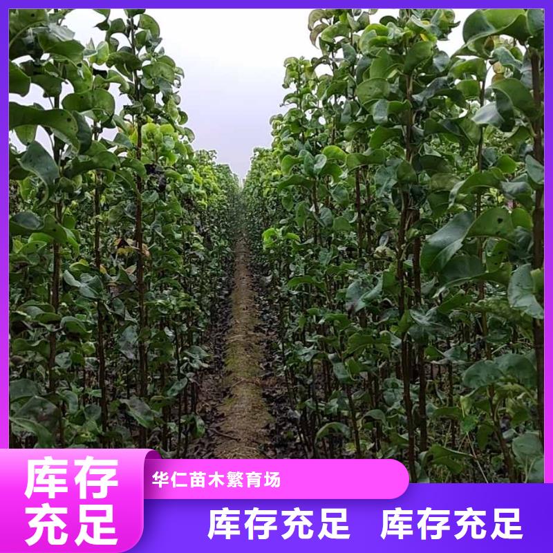 梨_山桃苗支持非标定制