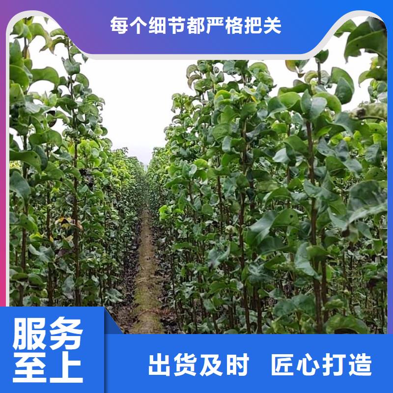 梨【奥红全红梨树苗】厂家工艺先进