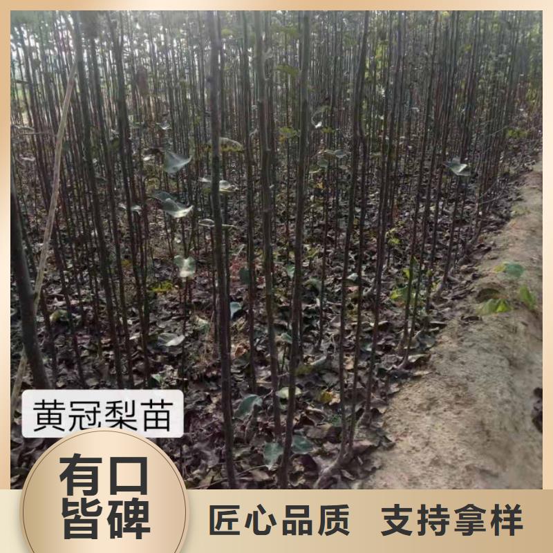 【梨】梨树苗基地同行低价