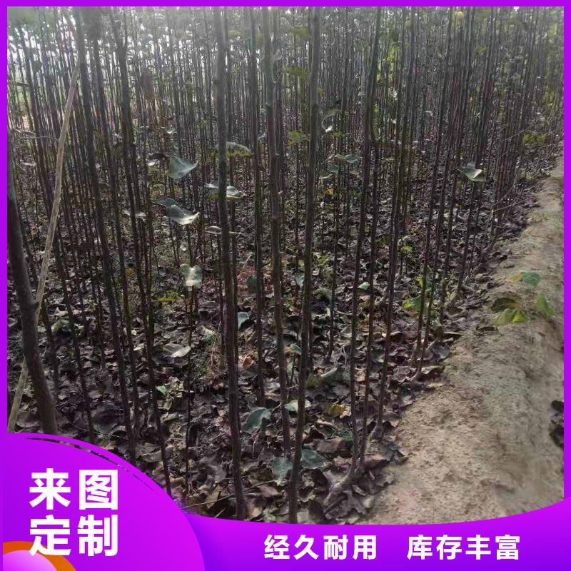 梨-新梨7号梨树苗优质货源