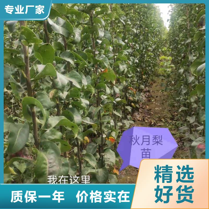 梨【瑞蟠101桃树苗】用心经营