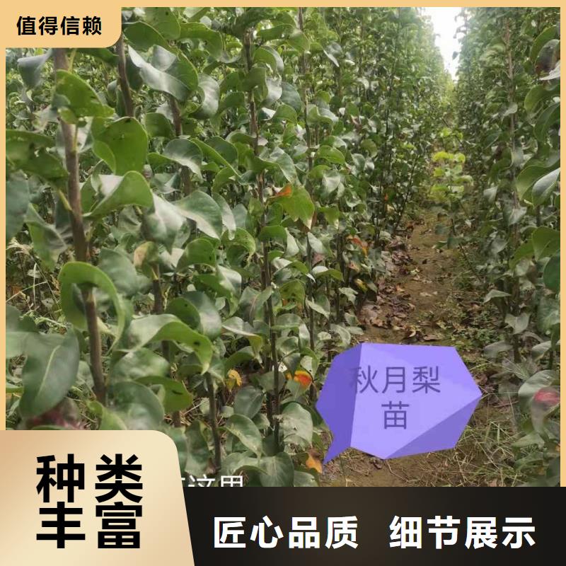 梨,【梨树苗基地】今年新款