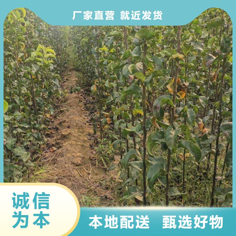 【梨】梨树苗基地同行低价